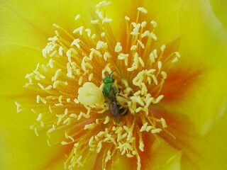 Viridescent Wasp on Opuntia-Click for full size image.