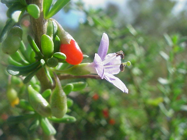Lycium carolinianum- Christmas Berry